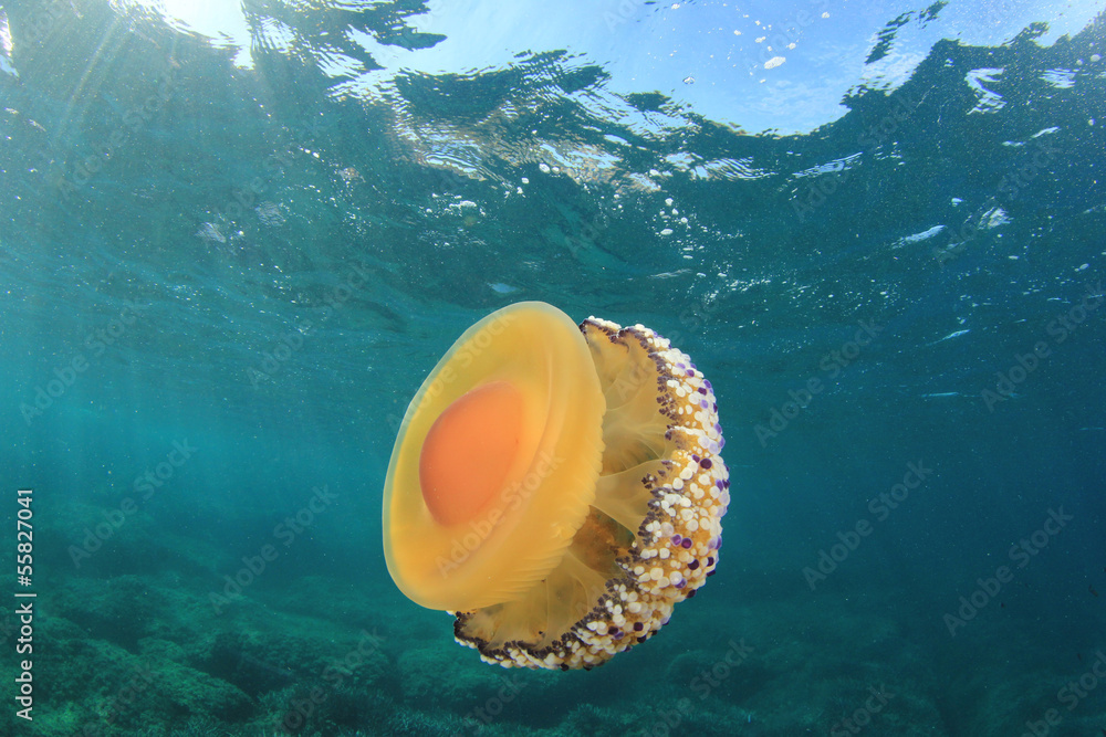 Obraz premium Fried Egg Jellyfish underwater in ocean