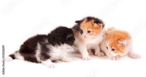 little kittens © verkoka