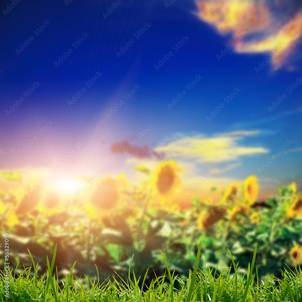yellow sunflower with the sky yellow sunflower with the sky