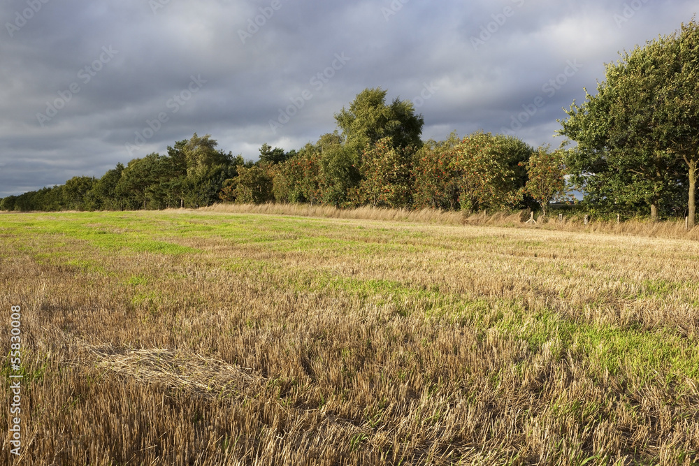 Fototapeta premium rowan trees and stubble field
