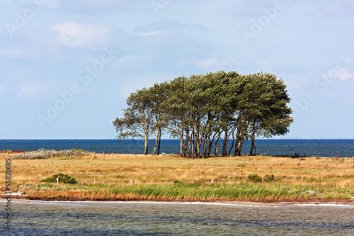 NSG Oehe-Schleimünde mit Baumgruppe zwischen Schlei und Ostsee