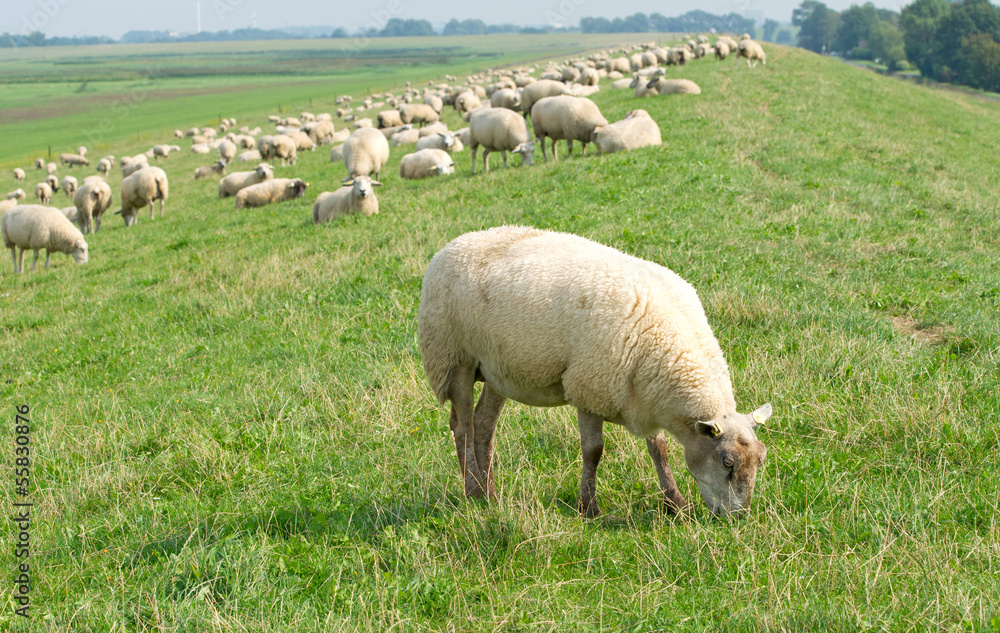 Fototapeta premium Schaf auf dem Deich mit Schafherde