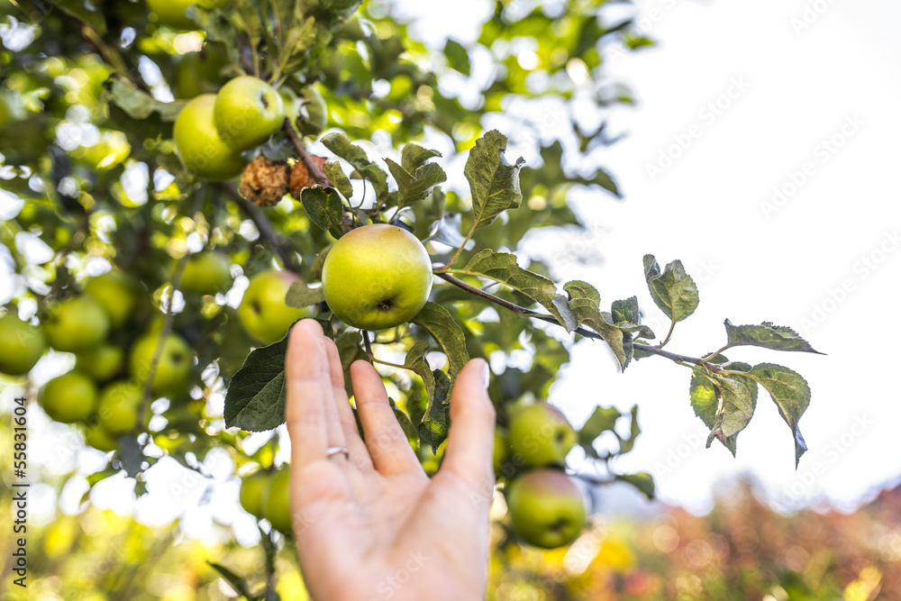 Harvesting apples Harvesting apples