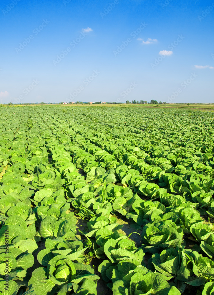 Cabbage plantation