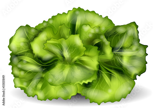 lettuce isolated on a white