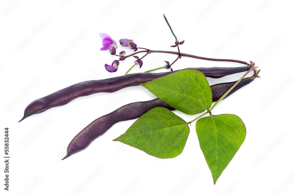 Obraz premium Red bean pods