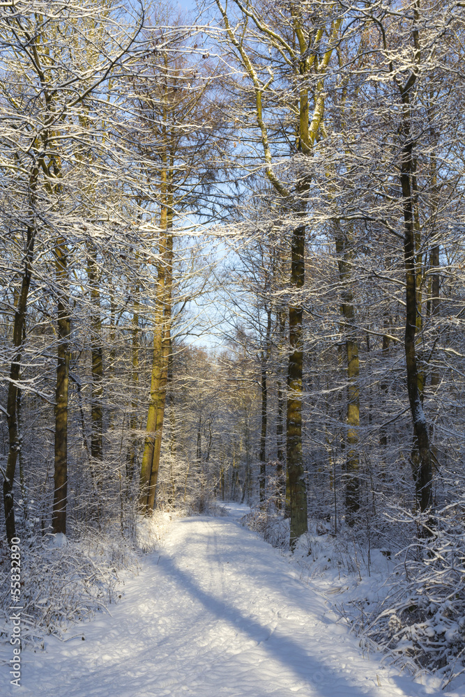 footpath in snowy forest