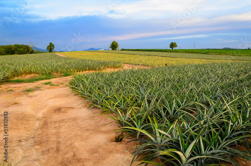 Pineapple fruit field