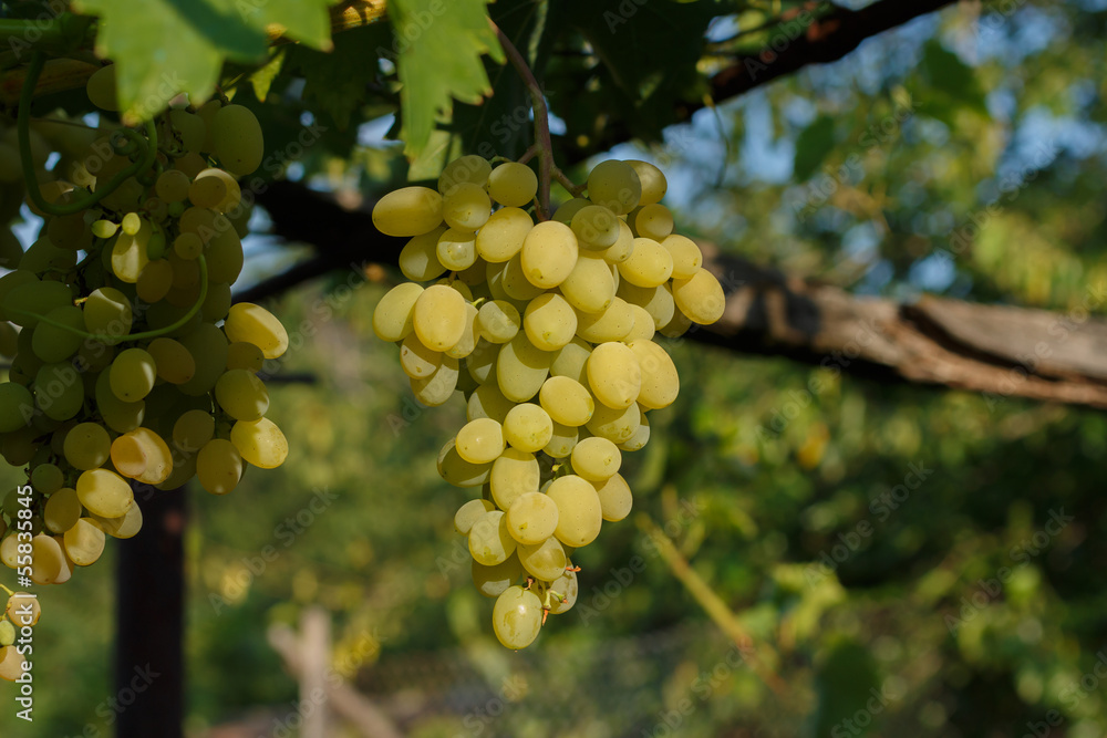 white grapes