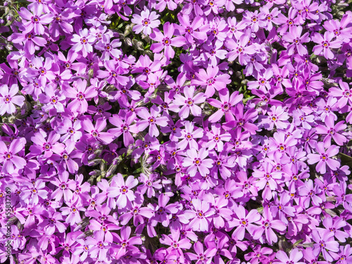 Purple phlox flower