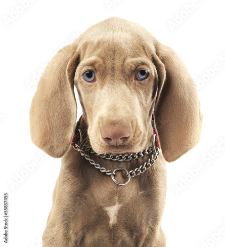 Weimaraner dog on a pure white background