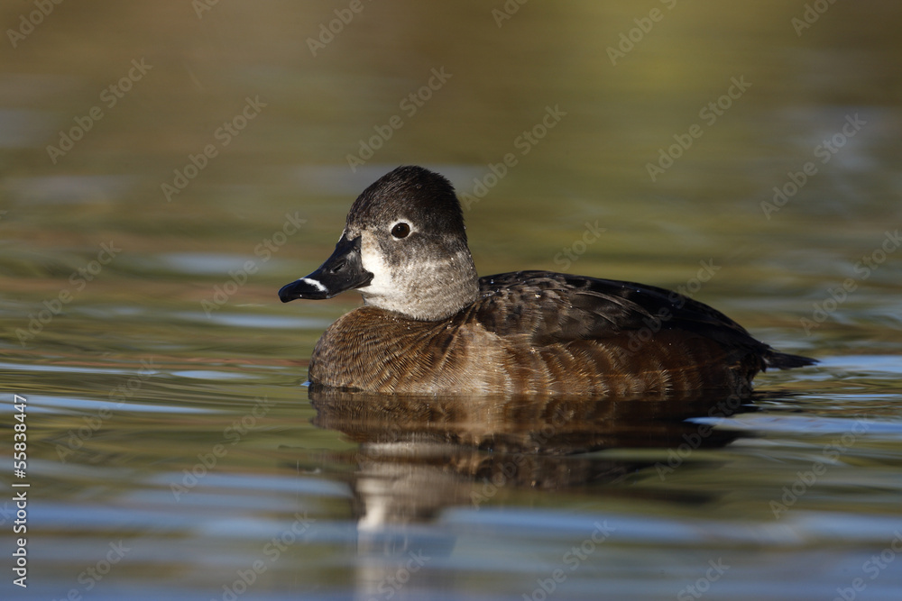 Ring-necked duck, Aythya collaris, female Ring-necked duck, Aythya collaris, female