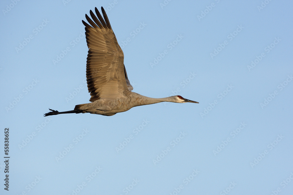 Fototapeta premium Sandhill crane, Grus canadensis