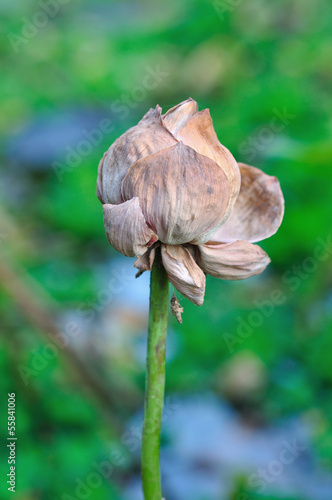 Dry lotus flower