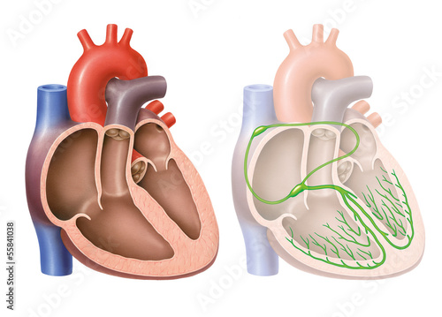 Reizleitungssystem des Herzens photo
