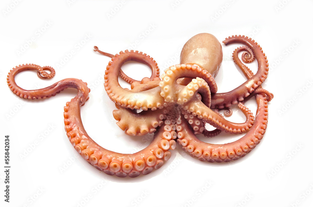 Octopus on white background Octopus on white background