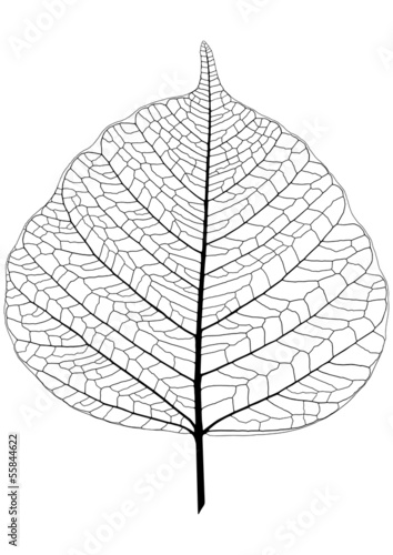 feuille