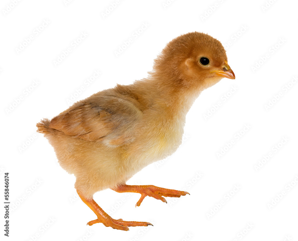 Obraz premium walkin small yellow chicken