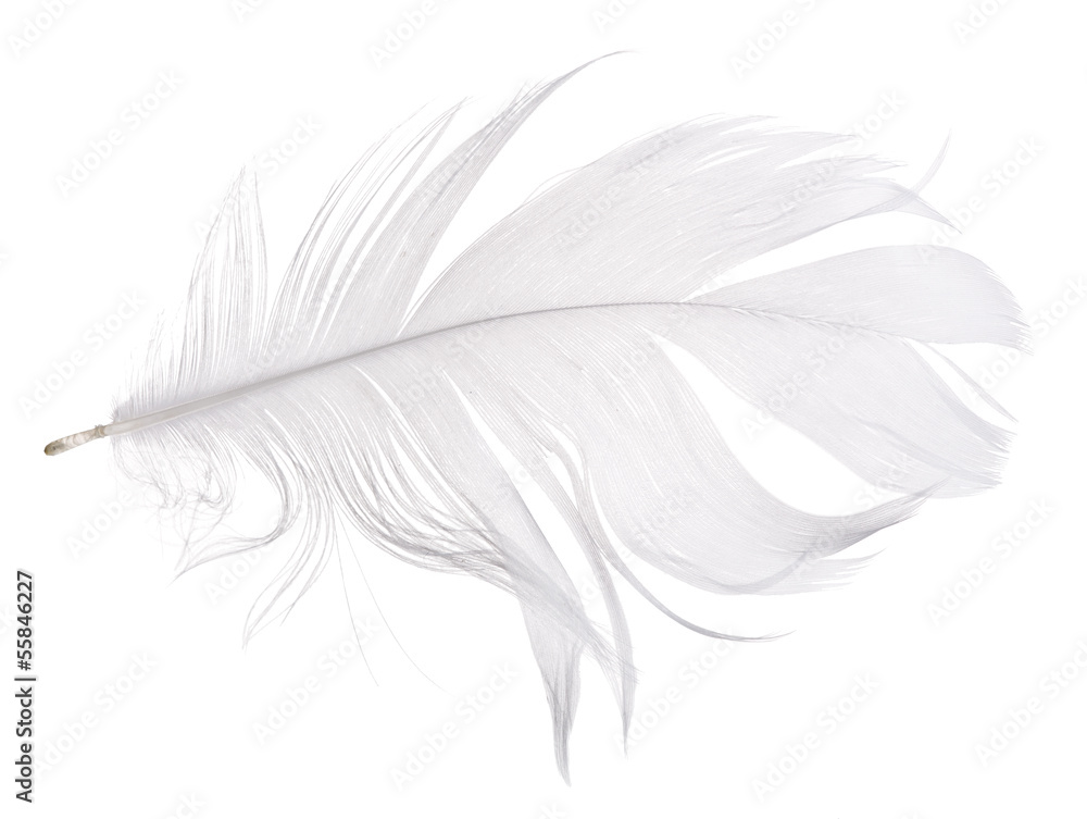 light grey goose feather isolated on white light grey goose feather isolated on white