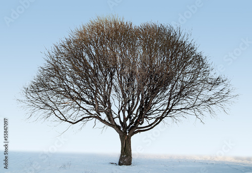 large bare winter tree