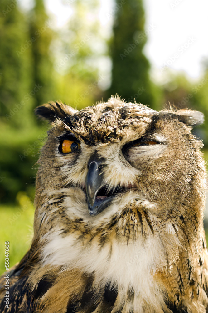 Naklejka premium Evil eyes owl bubo bubo