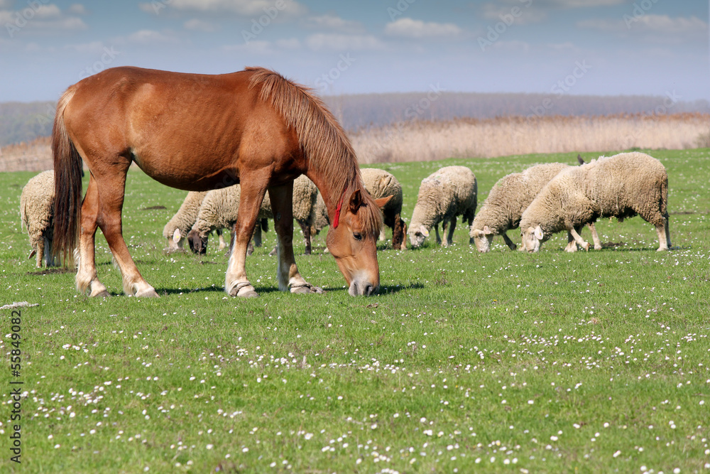 Fototapeta premium farm animals horse and sheep