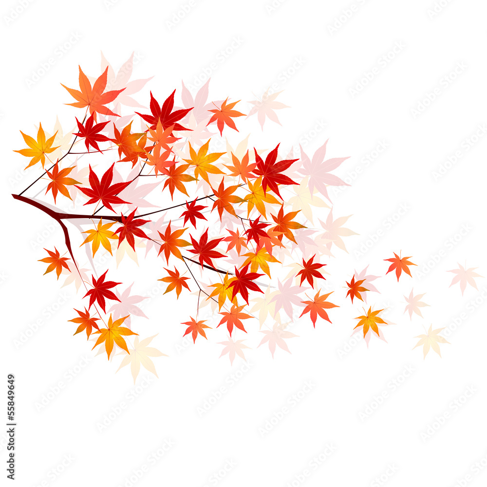 もみじ　紅葉　背景