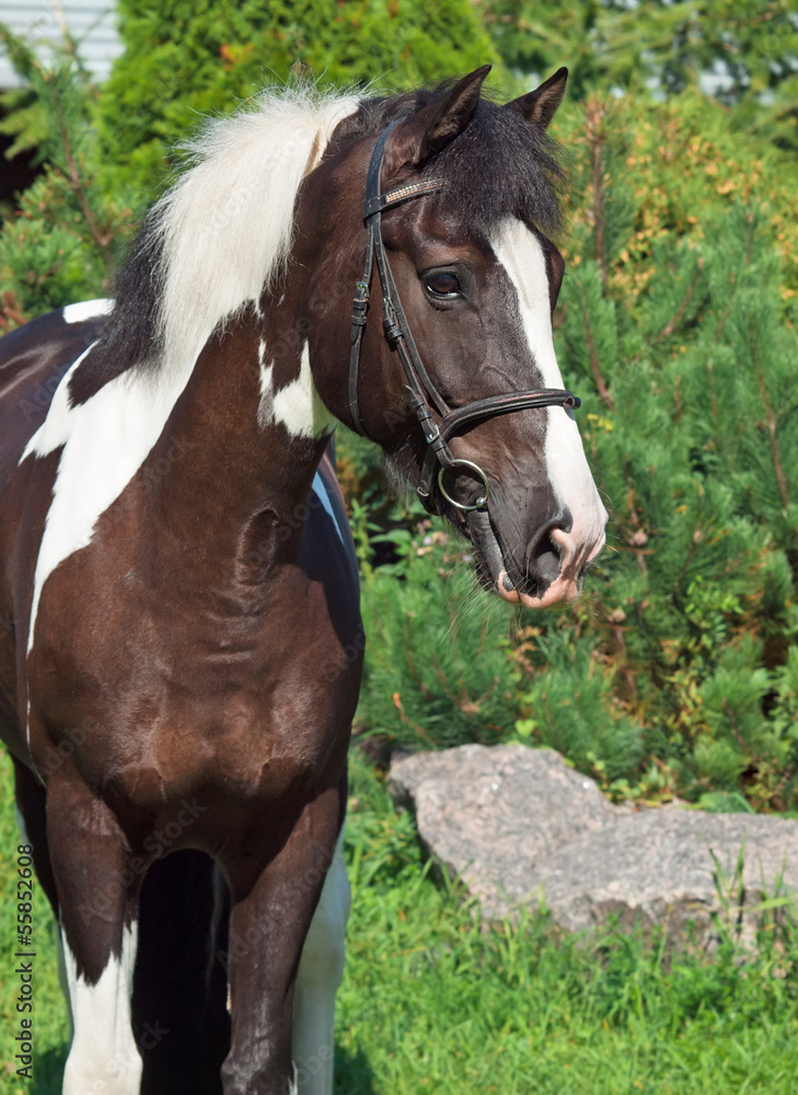 portrait of the beautiful paint draft horse portrait of the beautiful paint draft horse