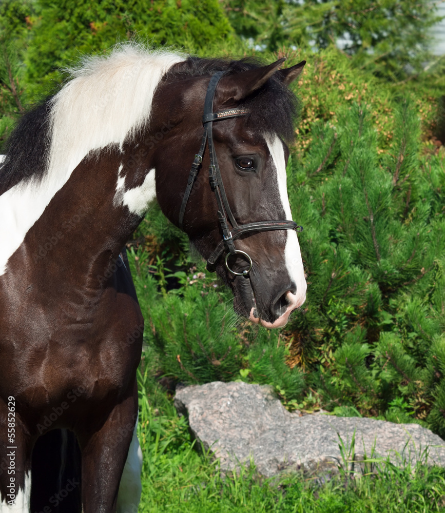 Obraz premium portrait of the beautiful paint draft horse