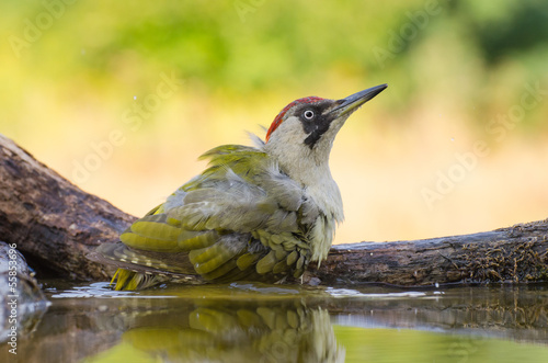 European Green Woodpecker photo