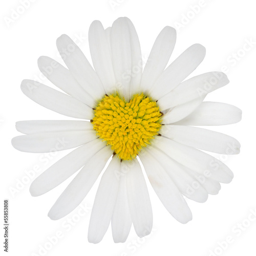 Blume Margerite als Herz Liebe photo
