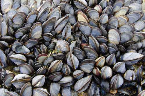 colony of sea mussels
