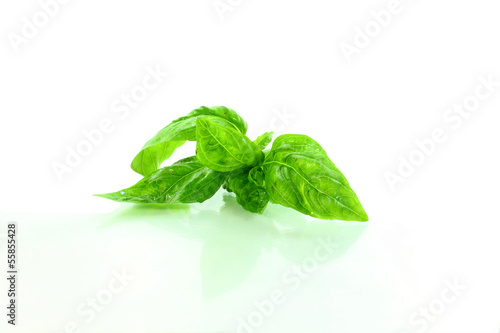 basil leaves herb