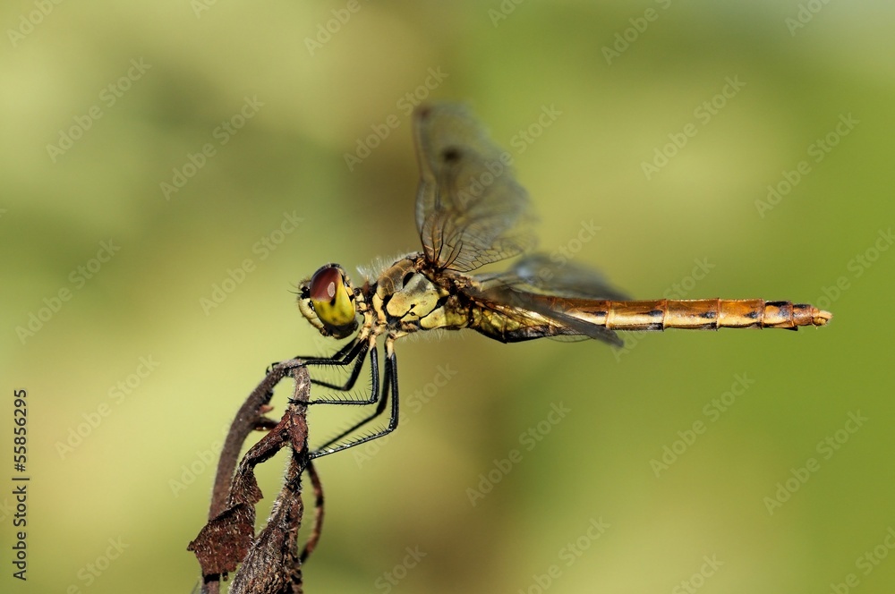 Sympetrum depressiusculum, femmina Sympetrum depressiusculum, femmina
