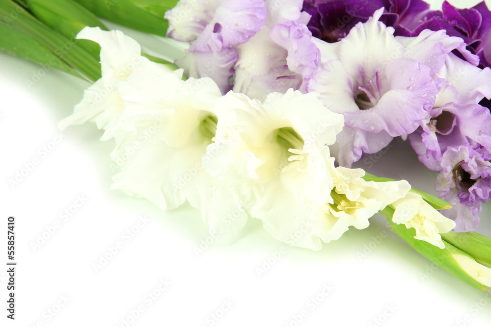 Beautiful gladiolus flower close up Beautiful gladiolus flower close up