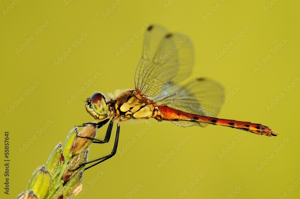 Sympetrum depressiusculum, maschio Sympetrum depressiusculum, maschio