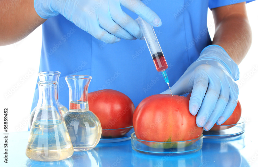 Scientists make injection into fresh red tomato in laboratory Scientists make injection into fresh red tomato in laboratory