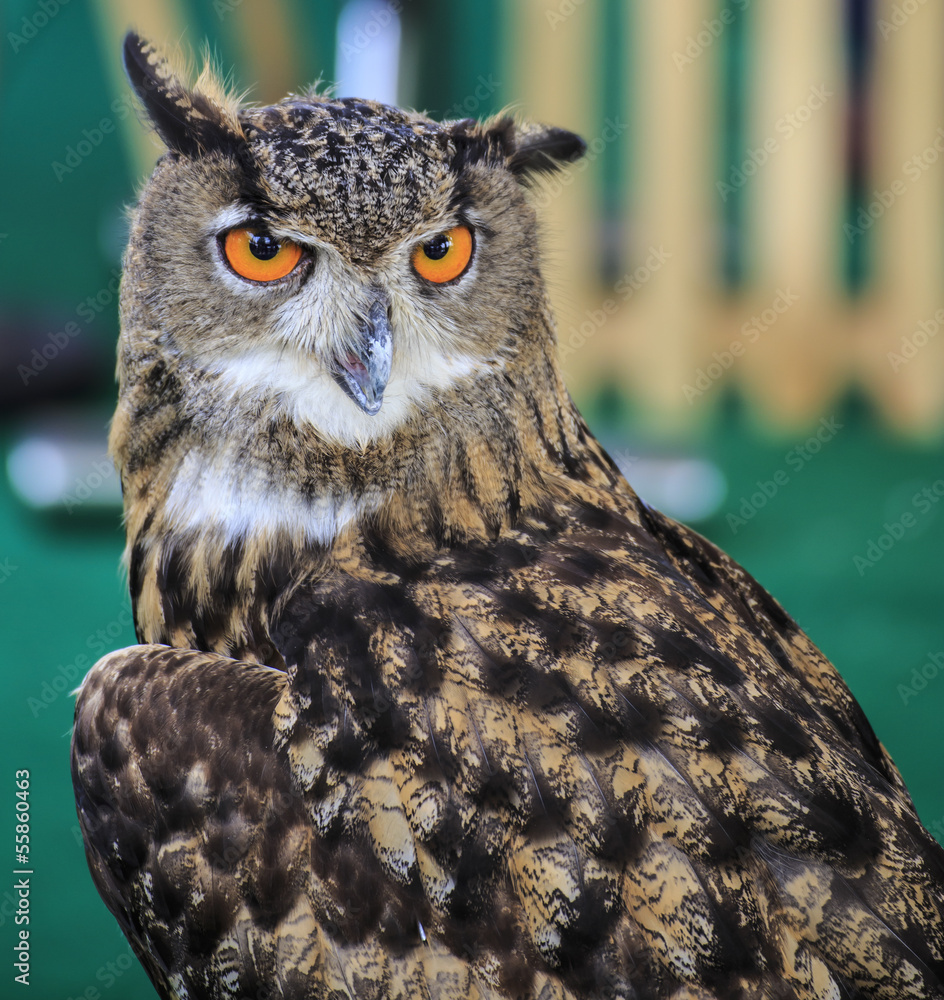 Fototapeta premium Eagle Owl/An eagle owl