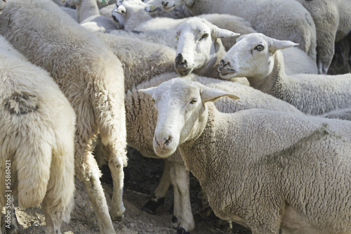 Sheep walking on farm