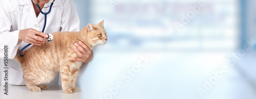 Ginger cat with veterinarian doctor. photo