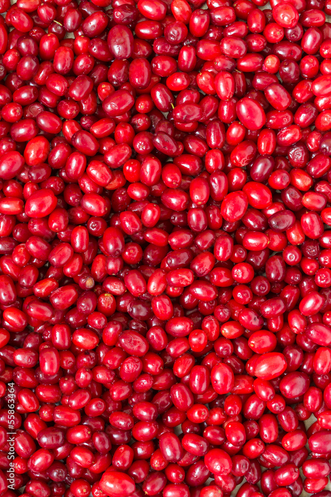 Background of cornelian cherries Background of cornelian cherries