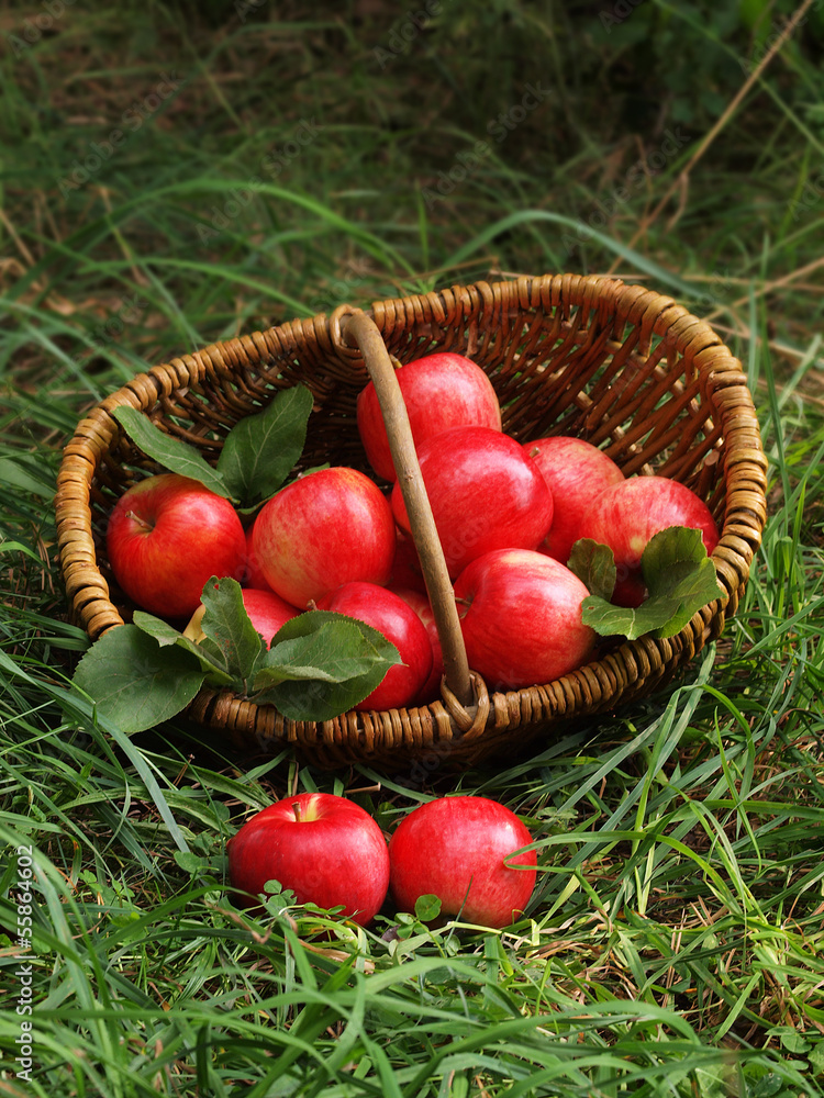 Fresh apples in the basket Fresh apples in the basket