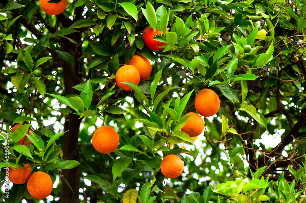 Orange tree with ripe oranges and green in the garden