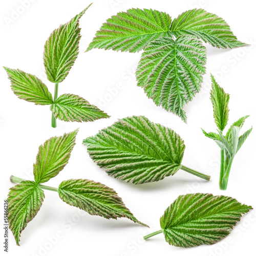collection. raspberry leaf isolated