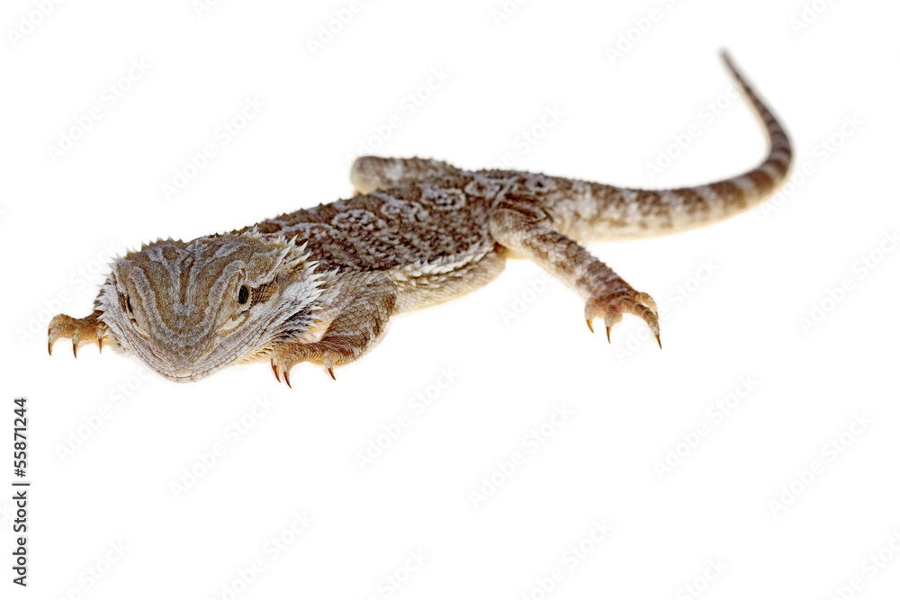 Naklejka premium bearded dragon