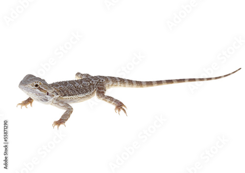 bearded dragon