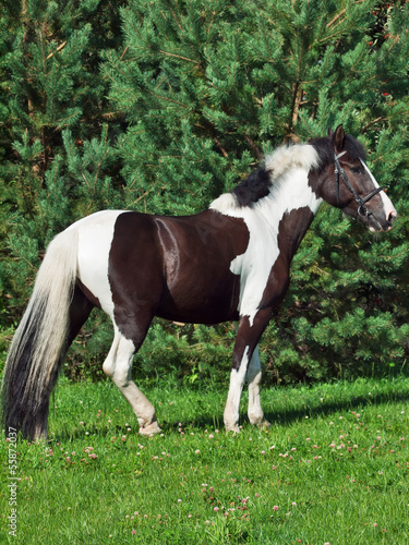 the beautiful paint draft horse © anakondasp