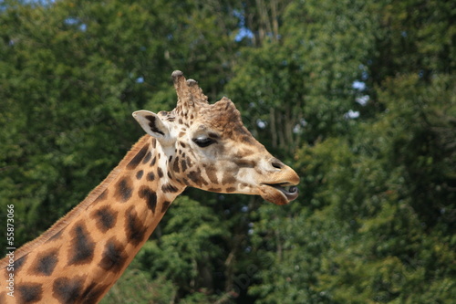 Giraffe, Girafe © oz35