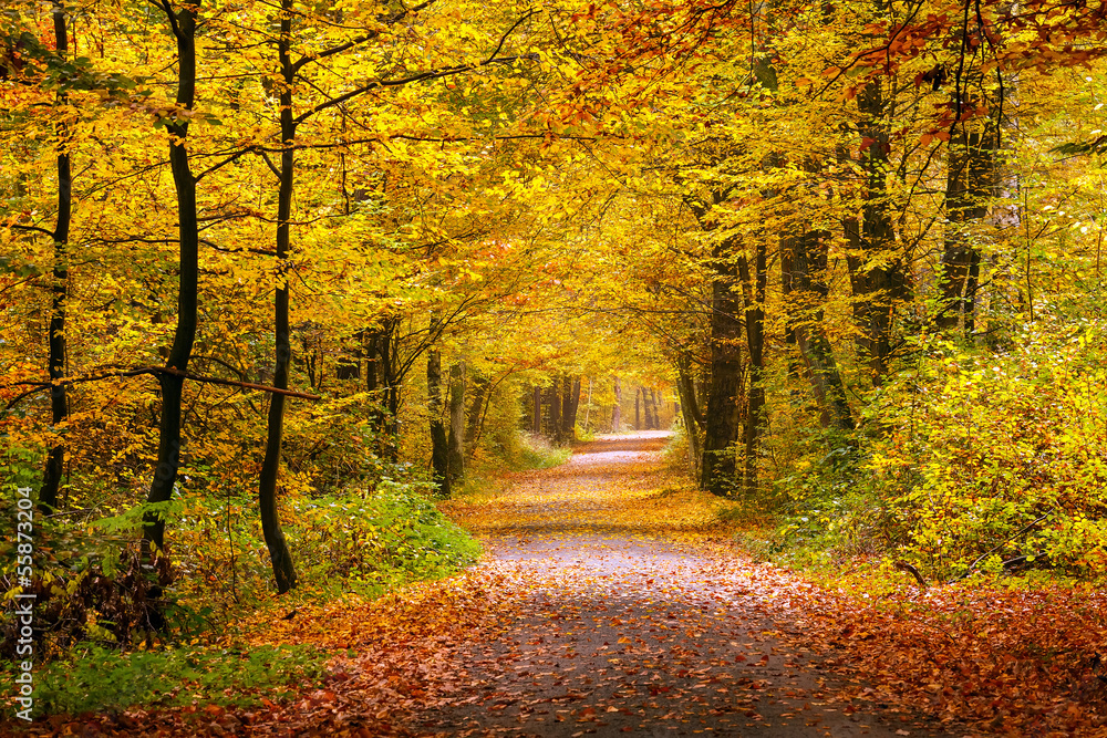Fototapeta premium Autumn forest