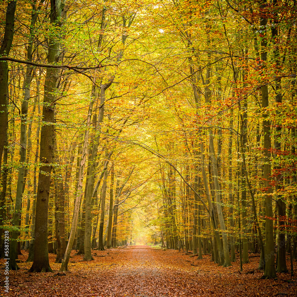 Fototapeta premium Autumn forest